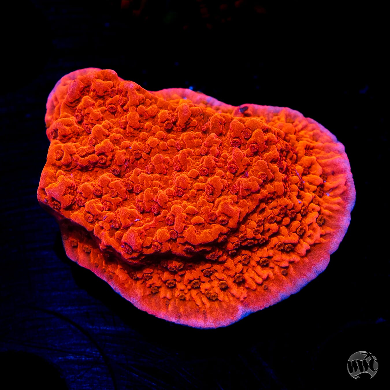 Red Cap Montipora - Daylight Photo