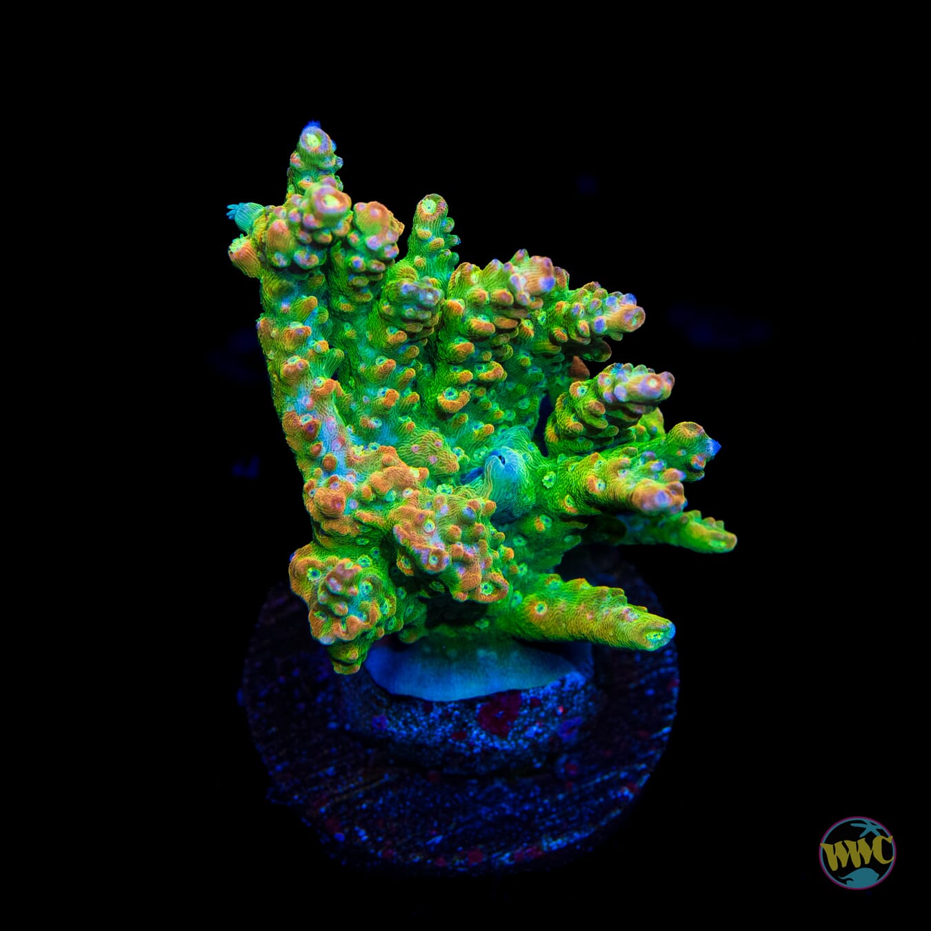 WWC Golden Dragon Acropora - Daylight Photo