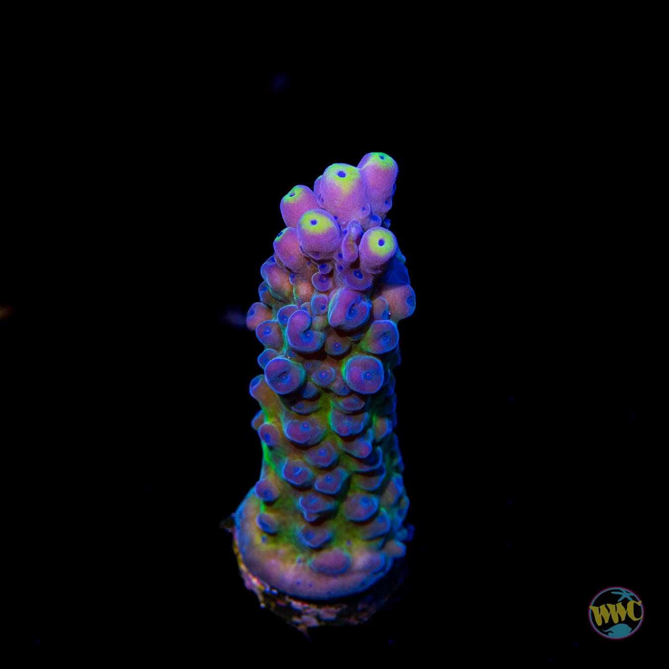 WWC Yellow Tips Austera Acropora - Daylight Photo