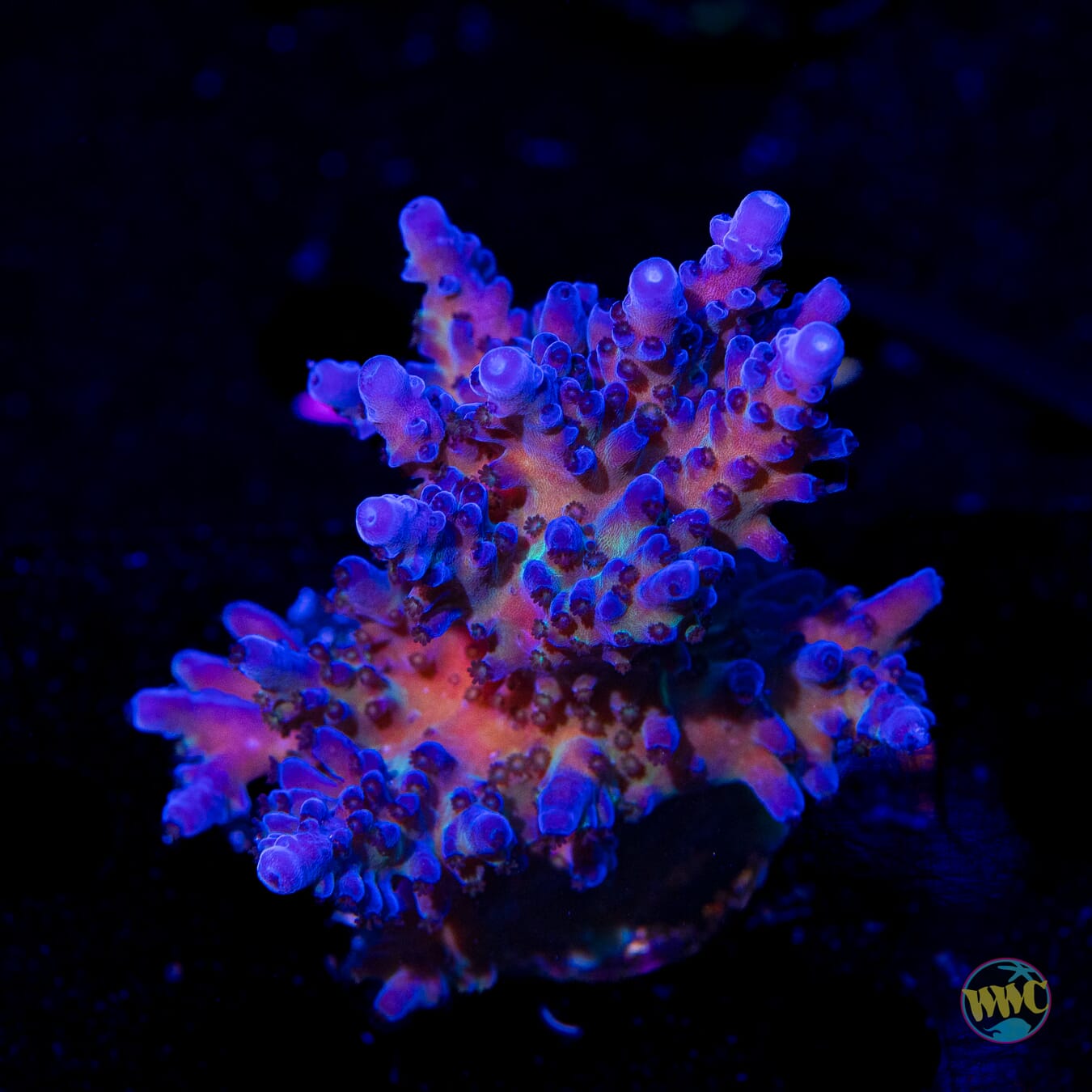 WWC Madman Austera Acropora - Daylight Photo