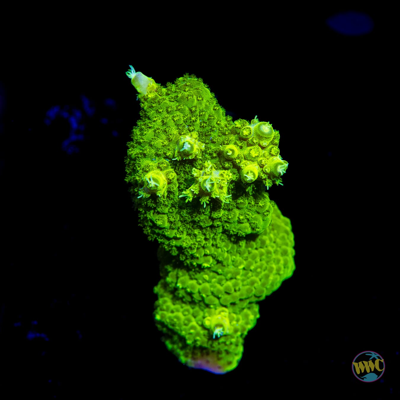 Castelles Banana Table Acropora - Daylight Photo