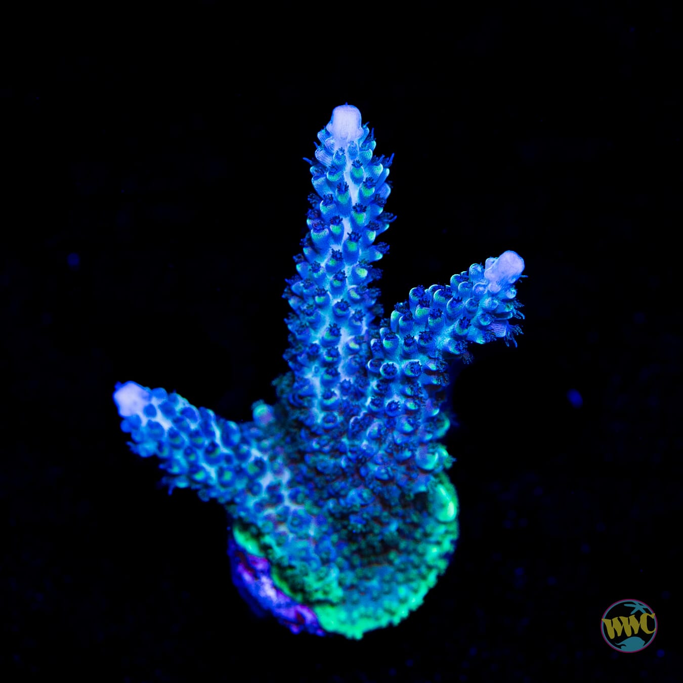 GH Aqua Delight Acropora - Daylight Photo