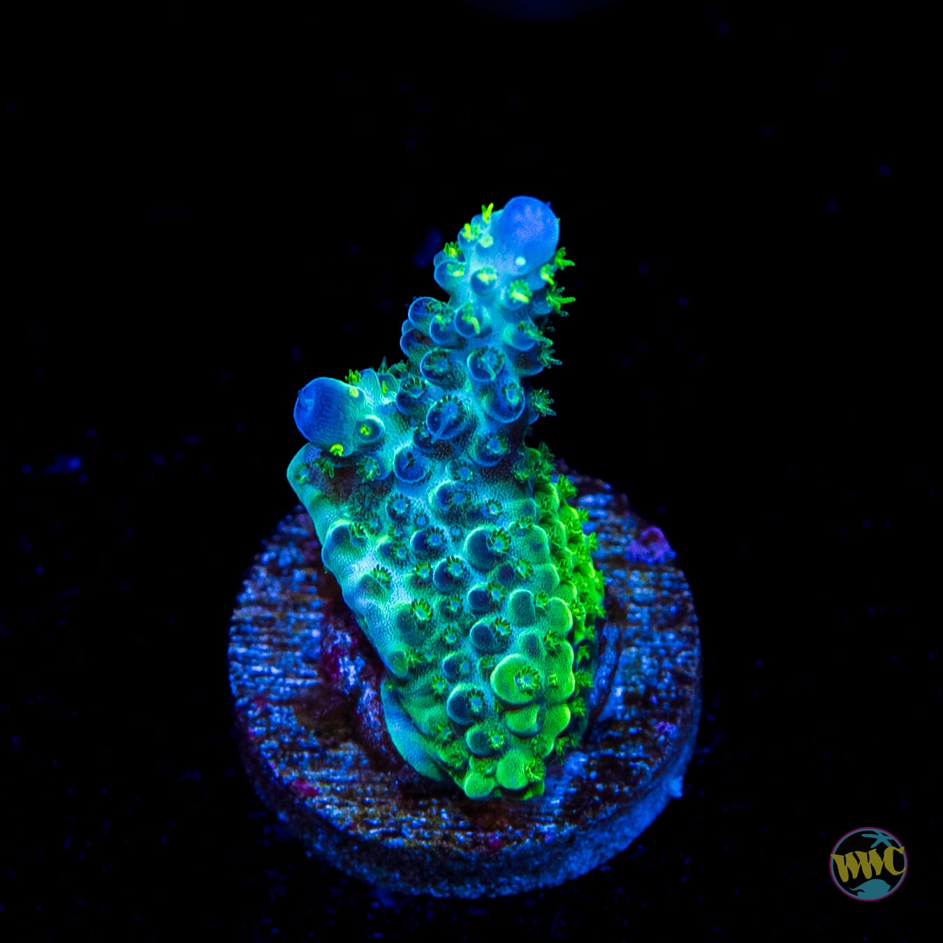 WWC Black Widow Baby Acropora - Daylight Photo