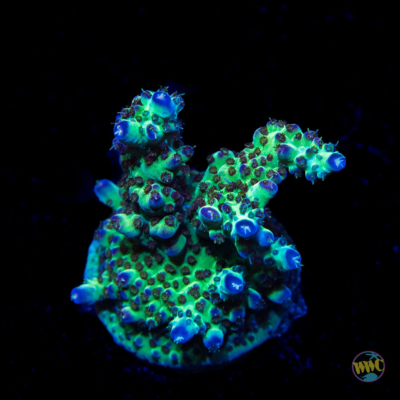 Jason Fox Sour Twist Acropora - Daylight Photo