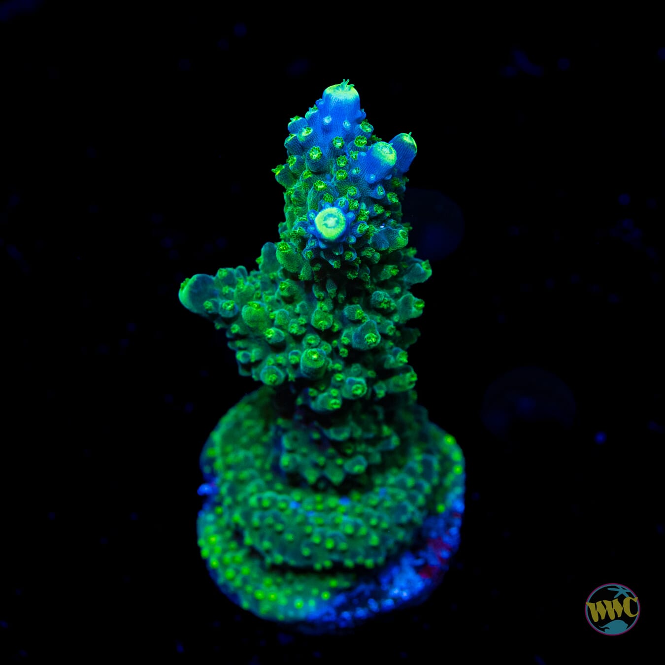 Paletta Tricolor Acropora - Daylight Photo