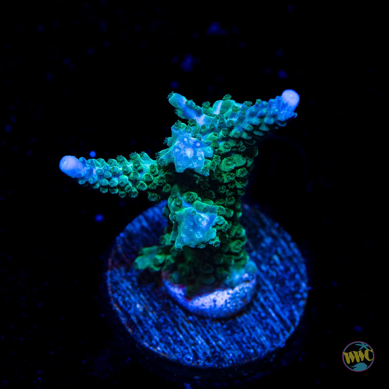 WWC Green Lightning Stag Acropora - Daylight Photo