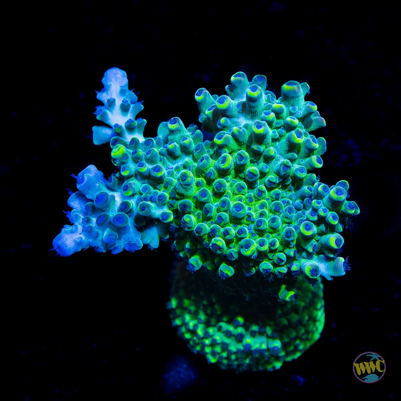 Blues Bros Acropora - Daylight Photo