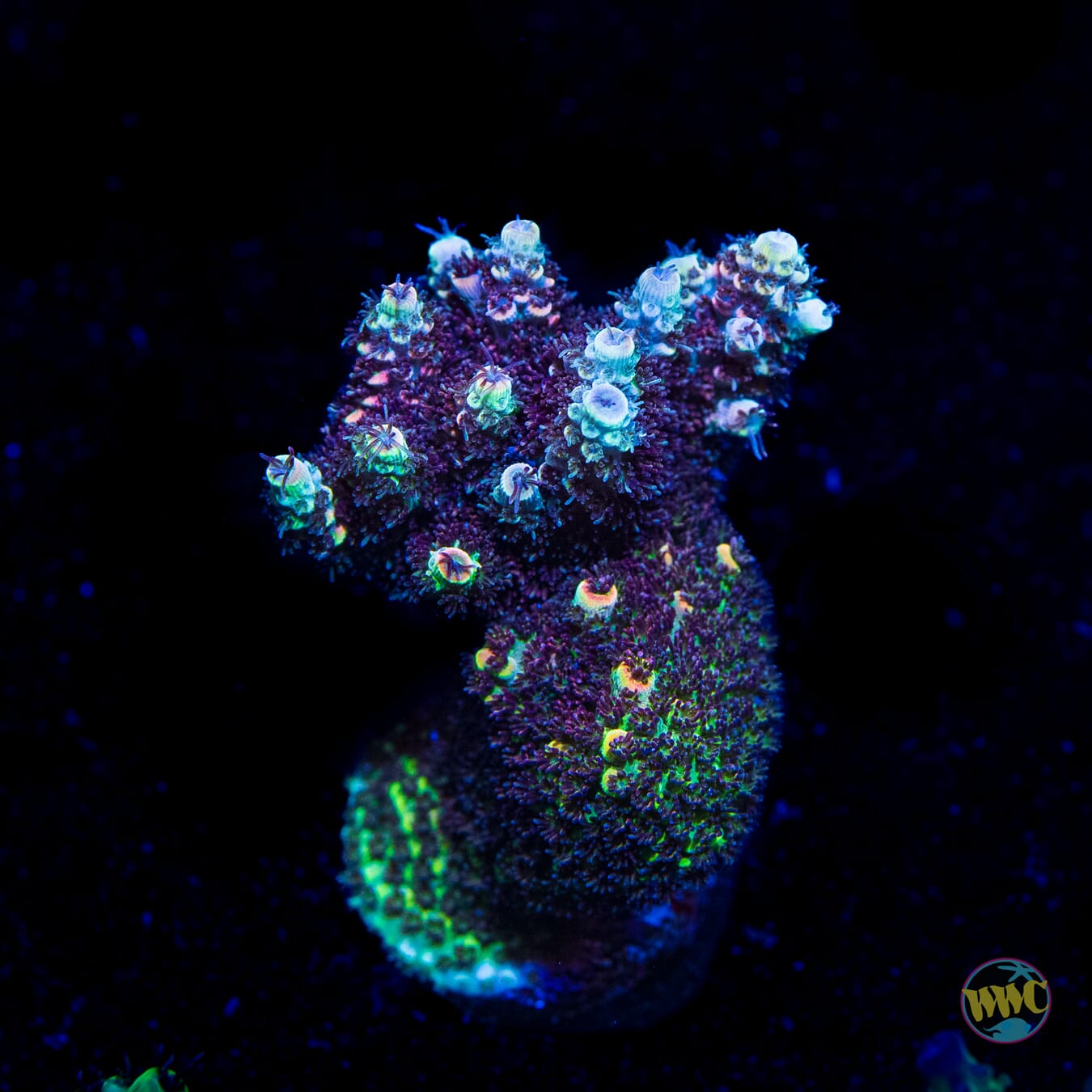 WWC Razzle Dazzle Tabletop Acropora - Daylight Photo