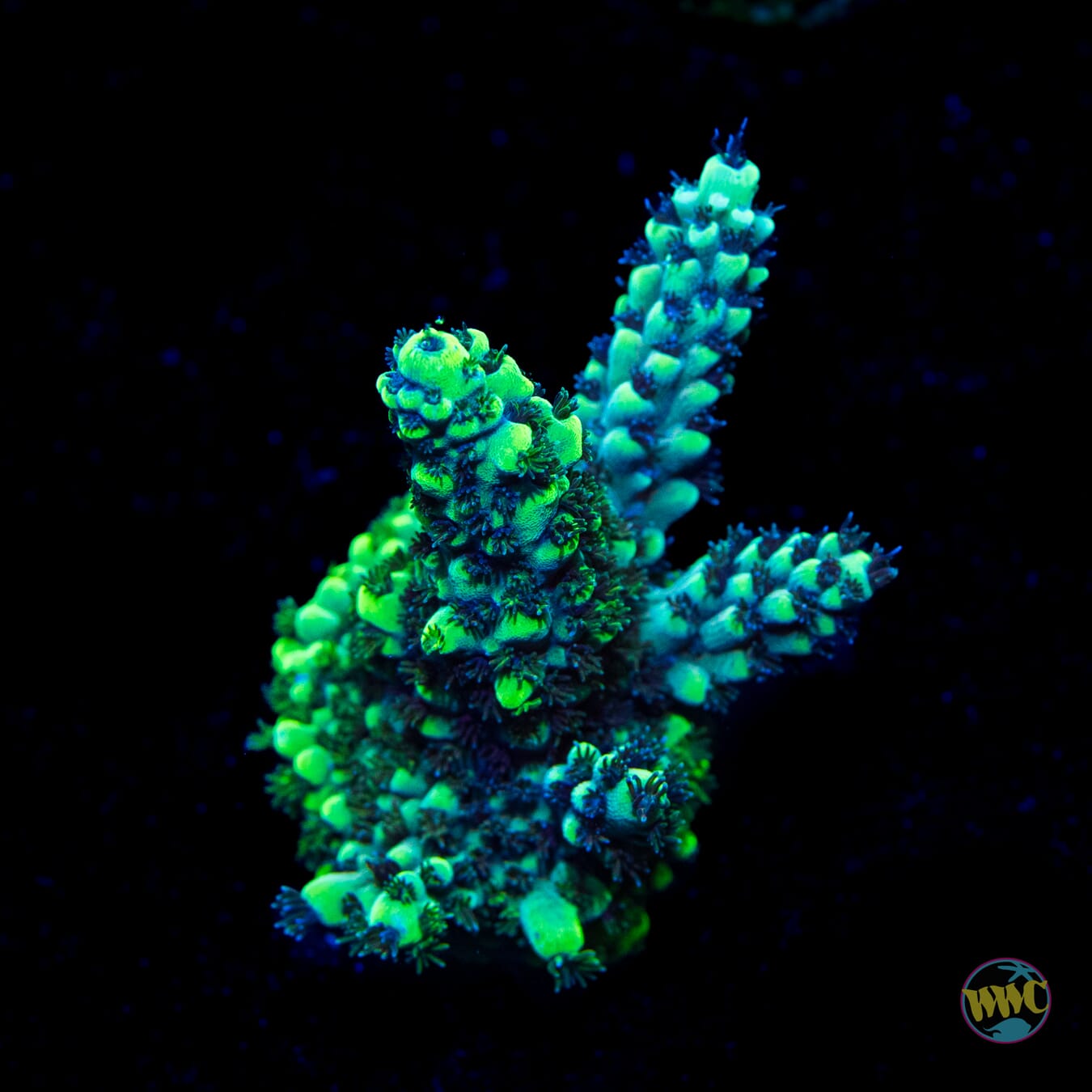 WWC Cool Cucumber Acropora - Daylight Photo