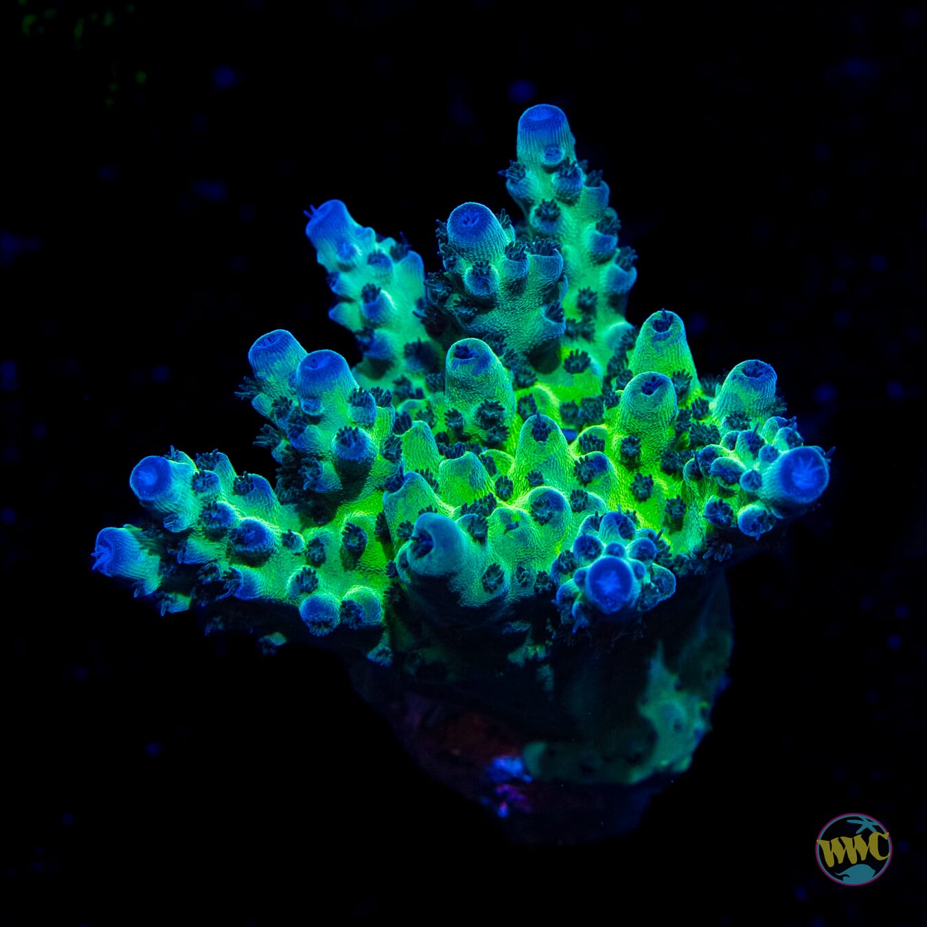 WWC Dolla Tree Acropora - Daylight Photo