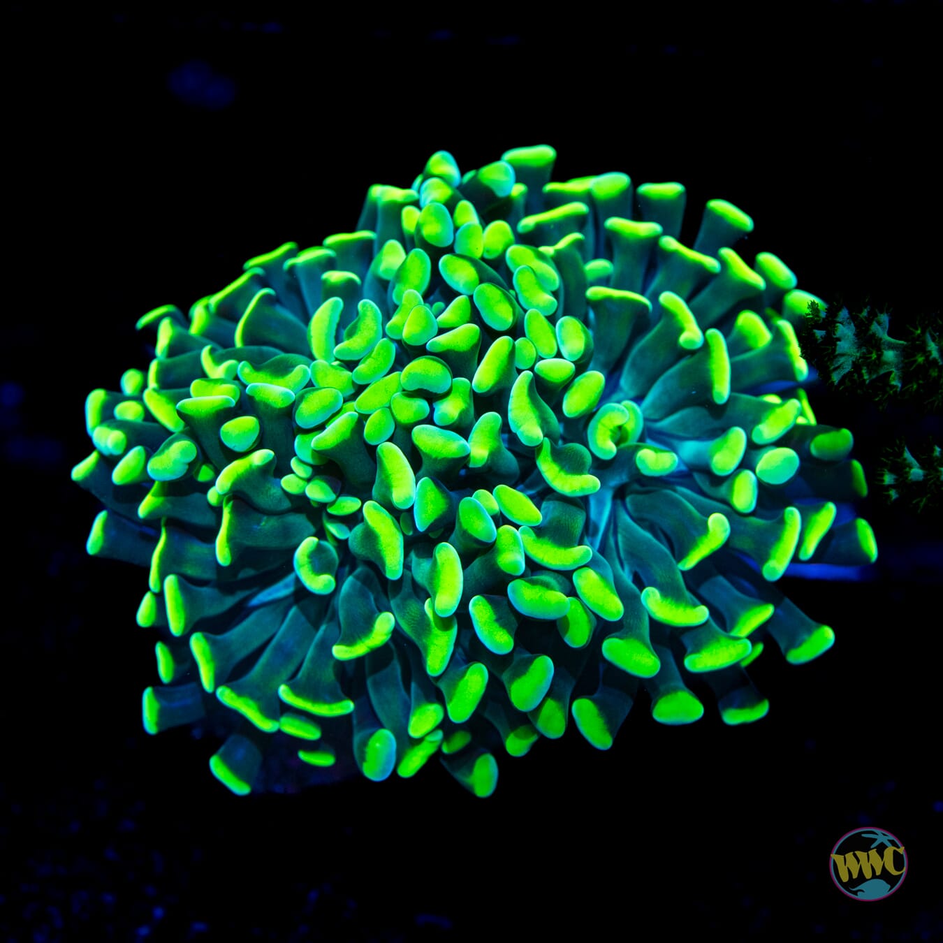 Neon Tipped Branching Hammer - Daylight Photo