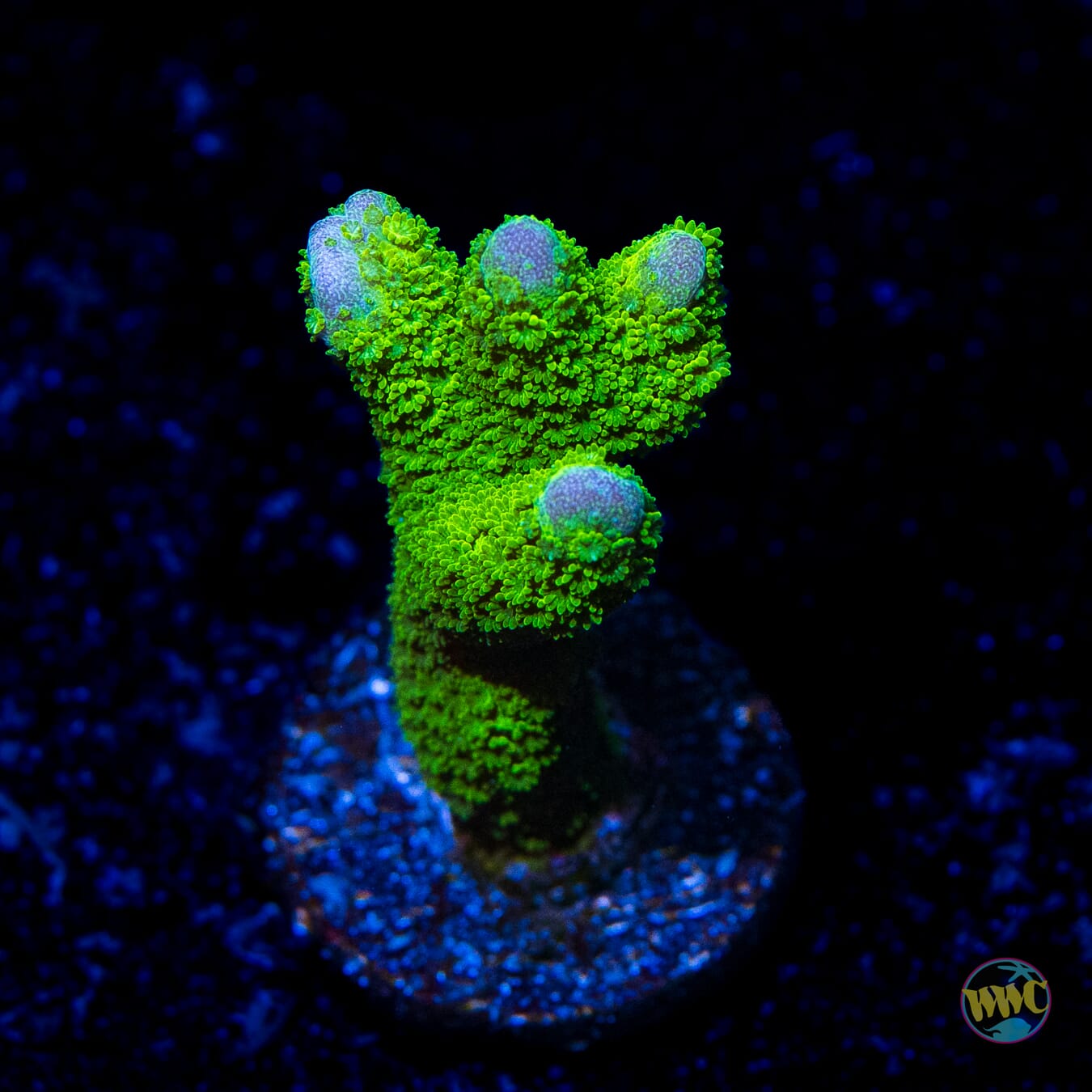 Green Digitata Montipora - Daylight Photo