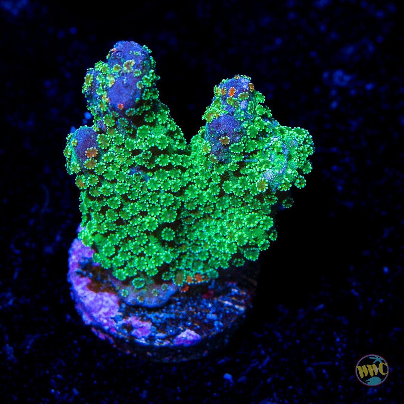 WWC Grafted Hispida Montipora - Daylight Photo