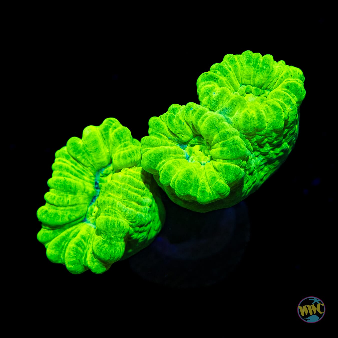 Kryptonite Candy Cane Coral - Daylight Photo