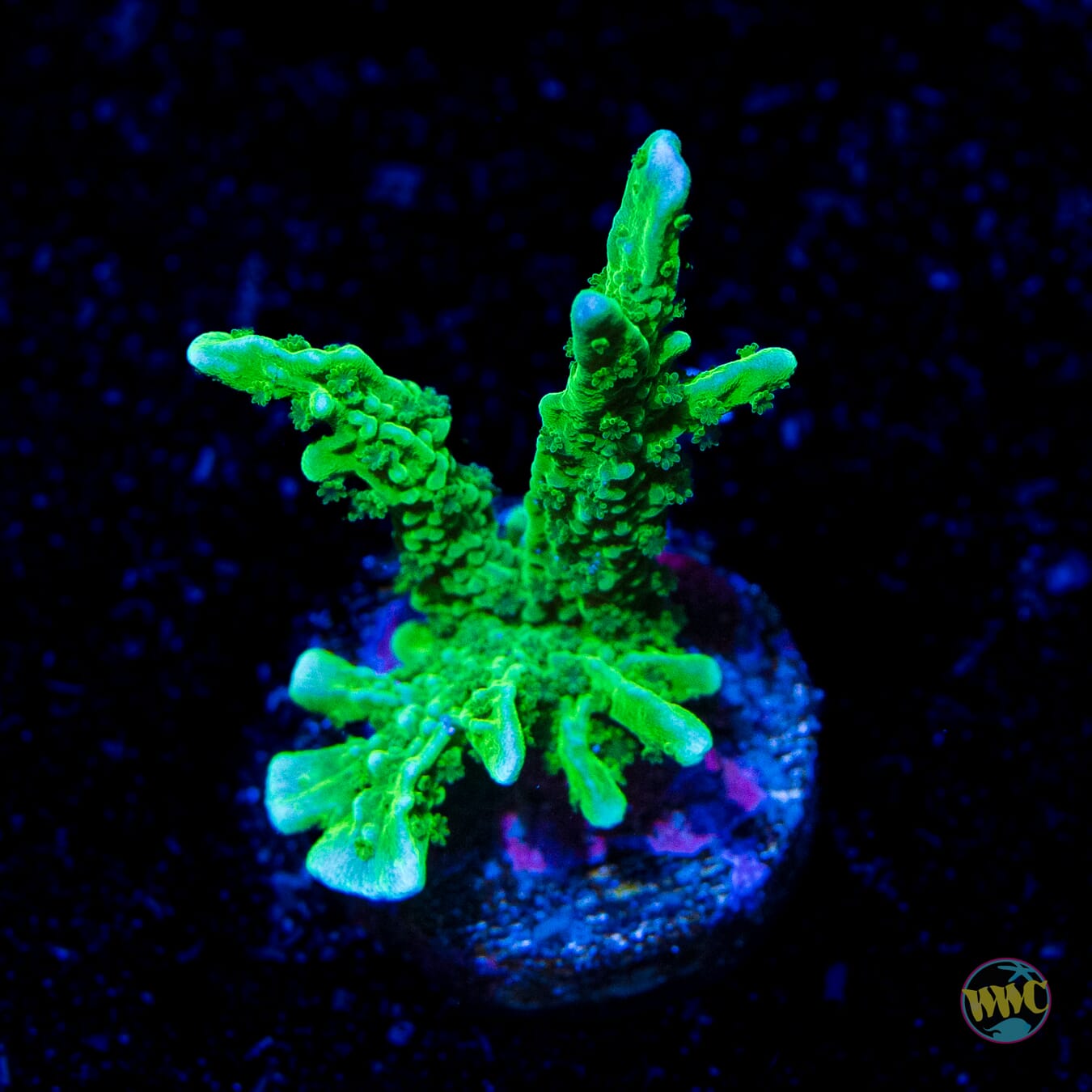 Green Hirsuta Montipora - Daylight Photo