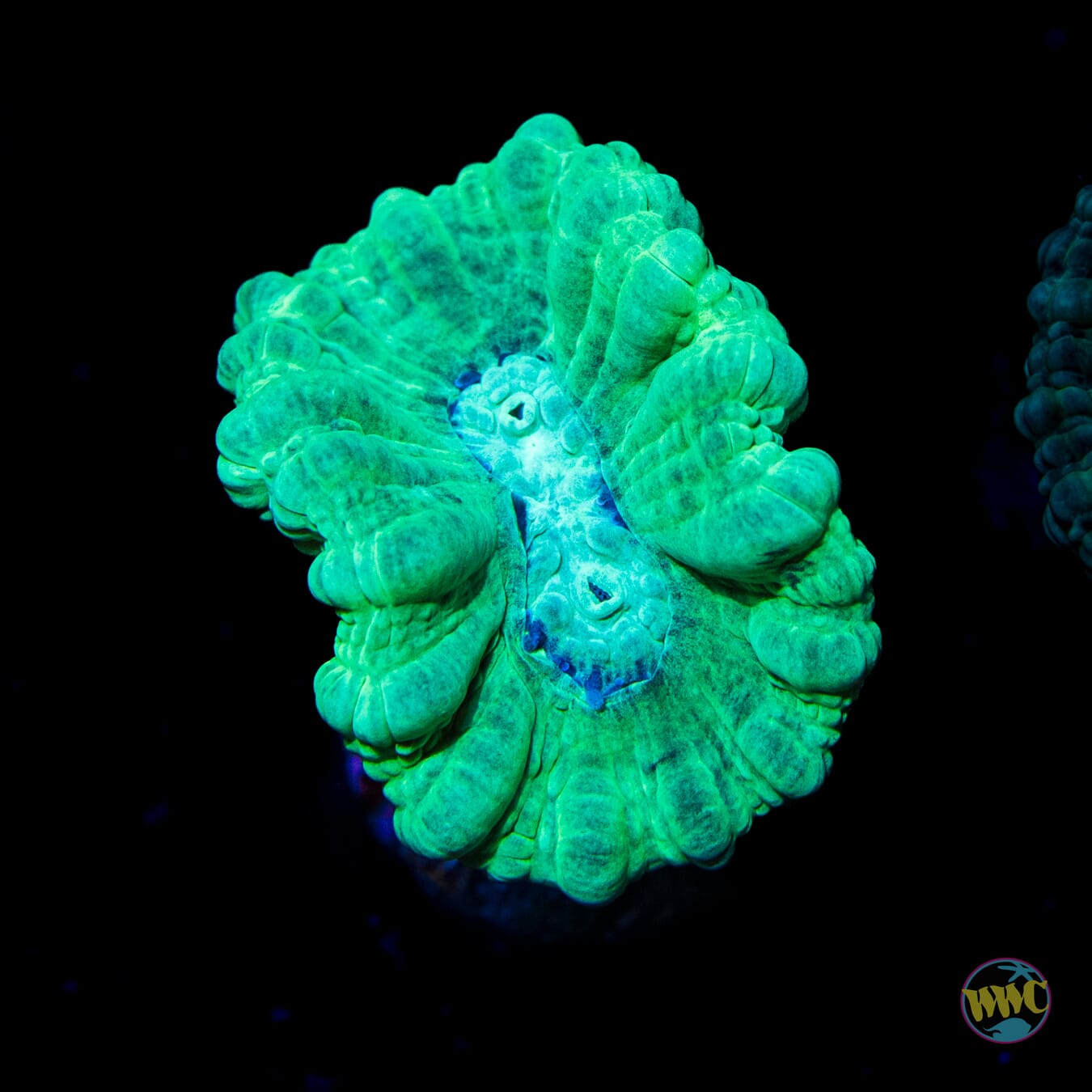 Turquoise Candy Cane Coral - Daylight Photo