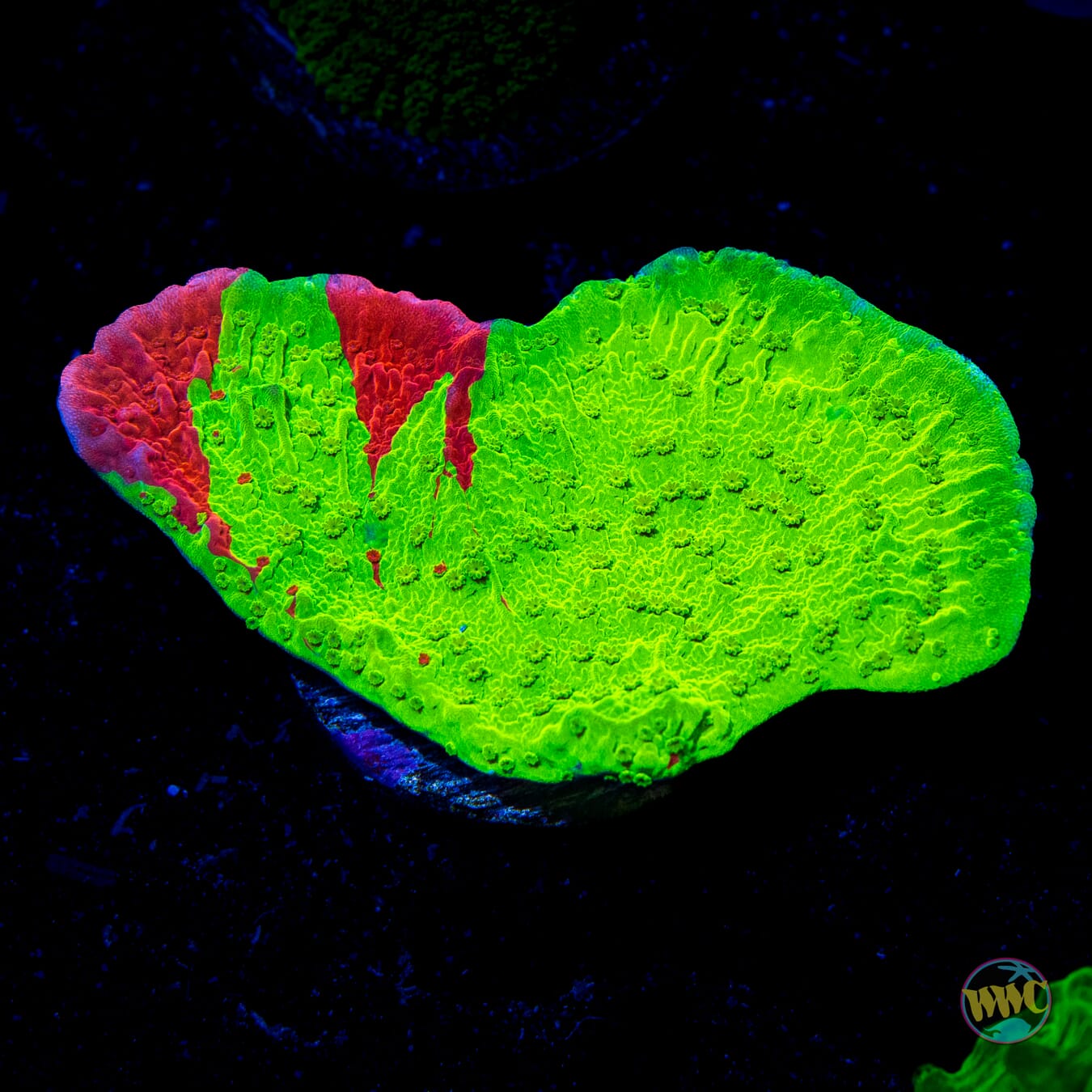 WWC Jaw Breaker Grafted Montipora - Daylight Photo