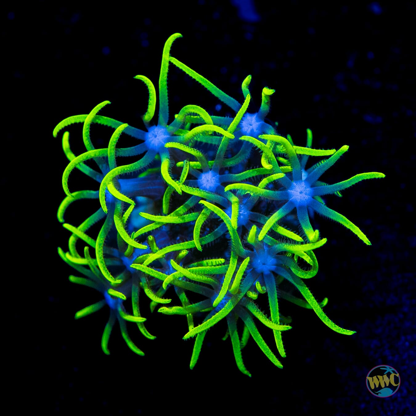 Neon Green Star Polyps - Daylight Photo