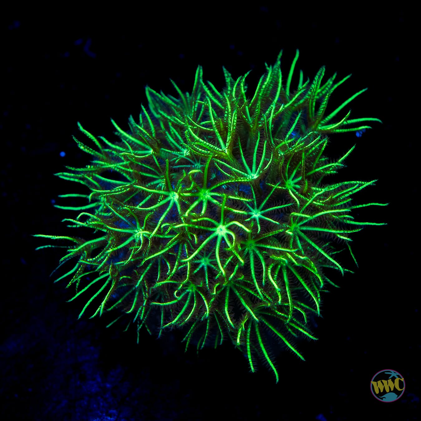 WWC Sizzling Star Polyps - Daylight Photo