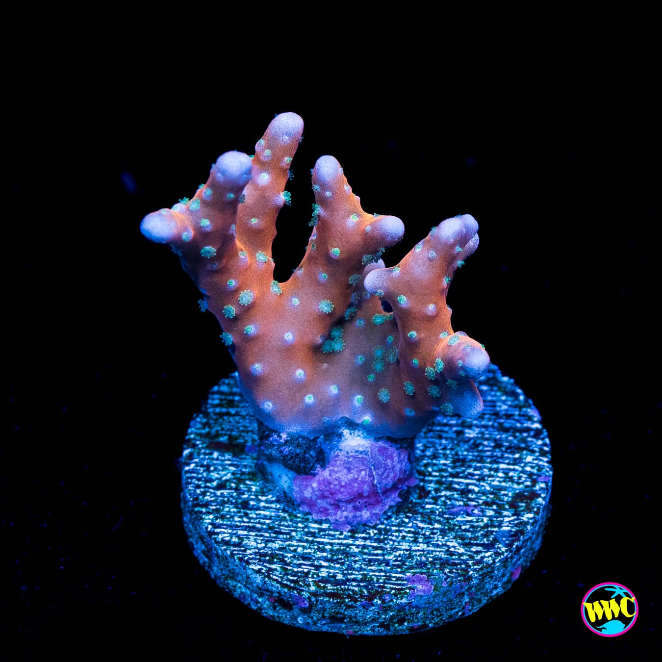 RR Tropicana Anacropora - Actinic Photo