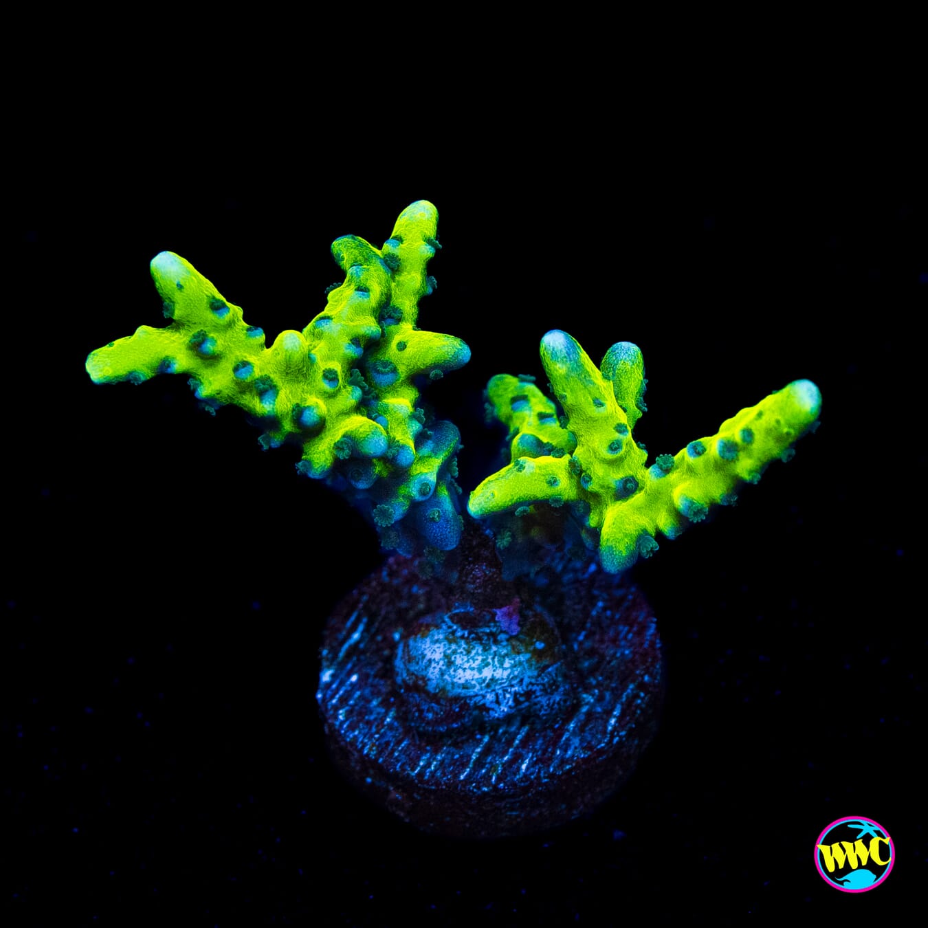 WWC Banana Hammock Anacropora - Actinic Photo