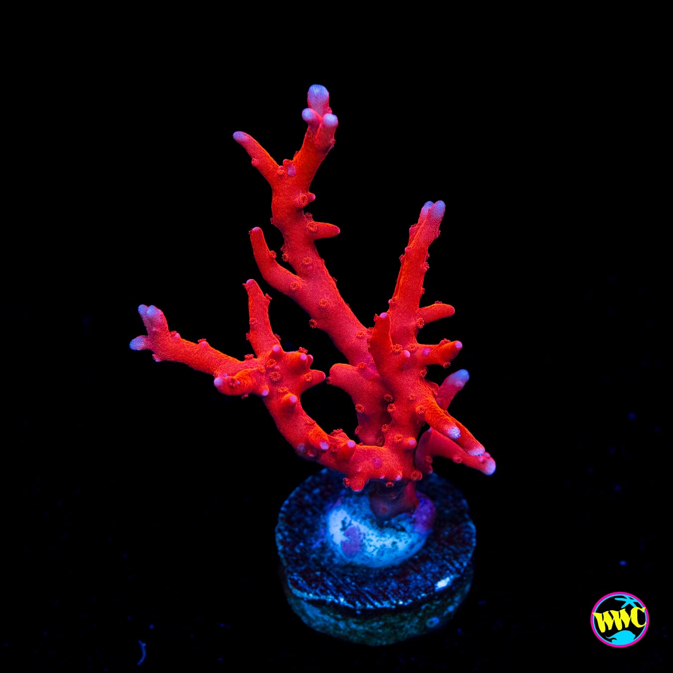 Jason Fox TNT Anacropora - Actinic Photo