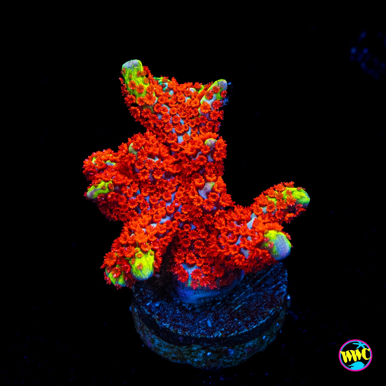Bubblegum Digitata Montipora - Actinic Photo