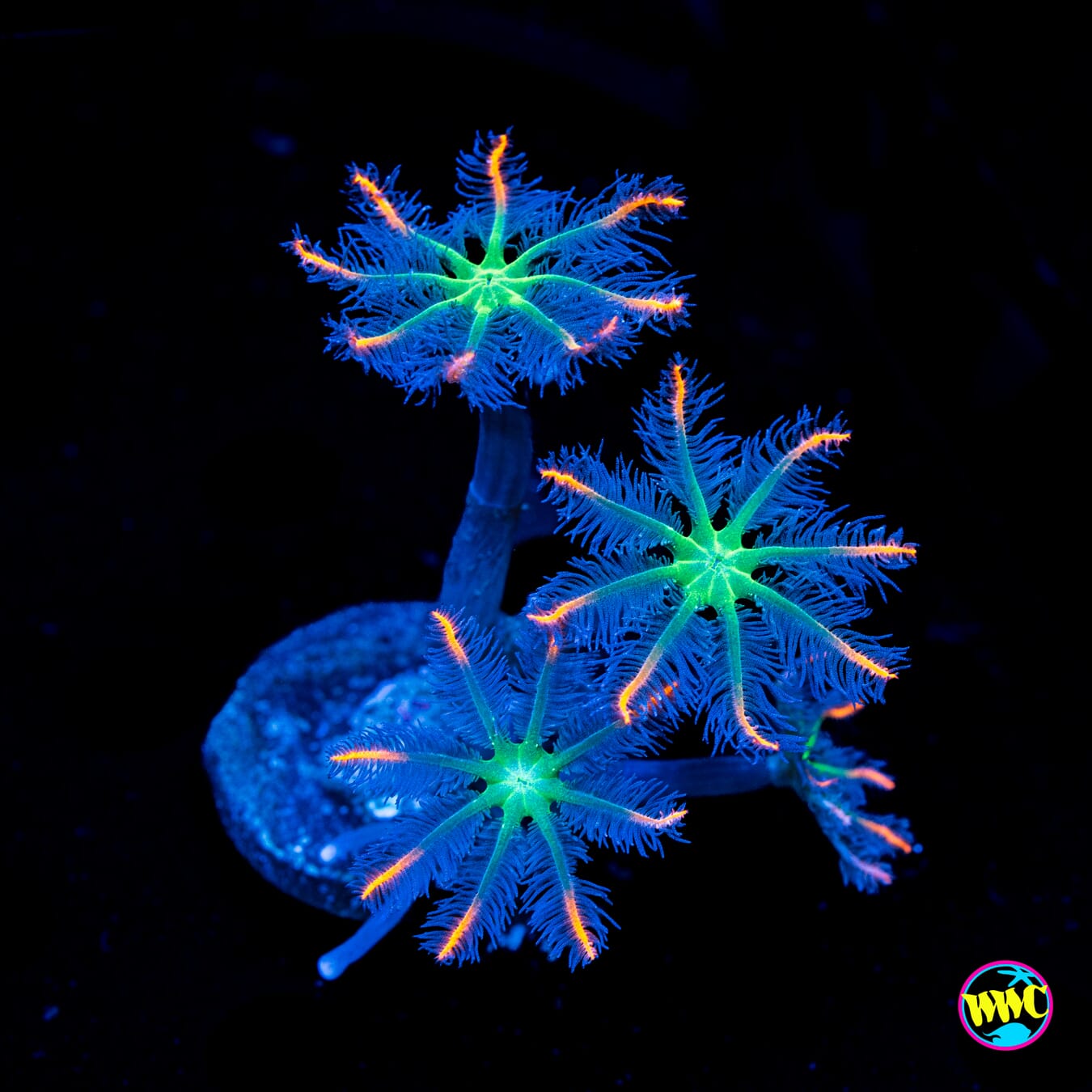 WWC Firework Clove Polyps - Actinic Photo