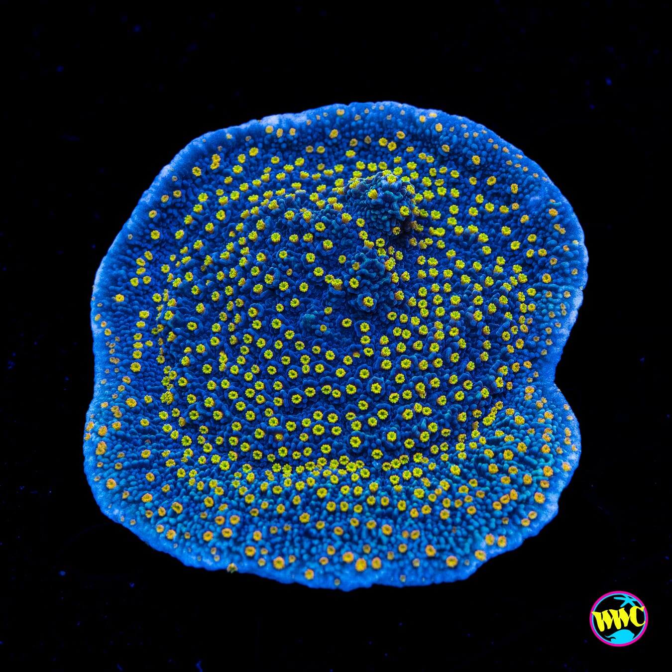WWC Golden Lantern Montipora - Actinic Photo