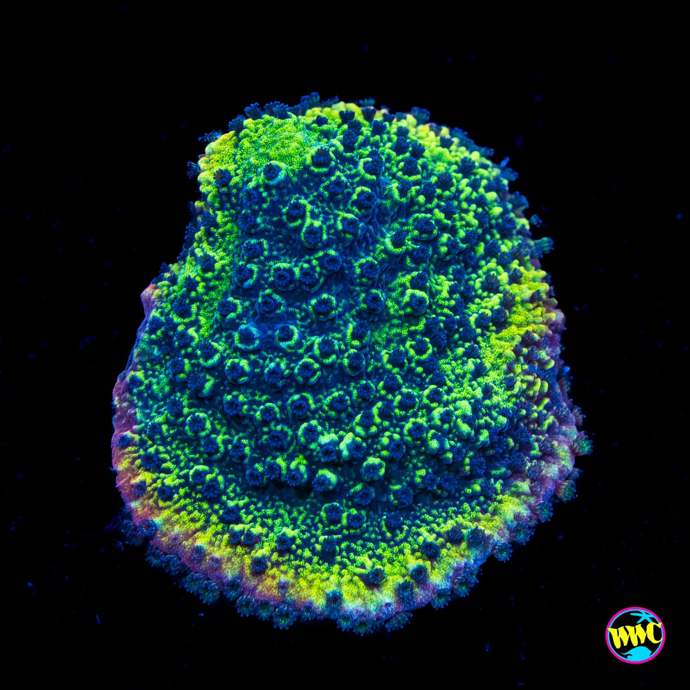WWC Slush Puppy Montipora - Actinic Photo