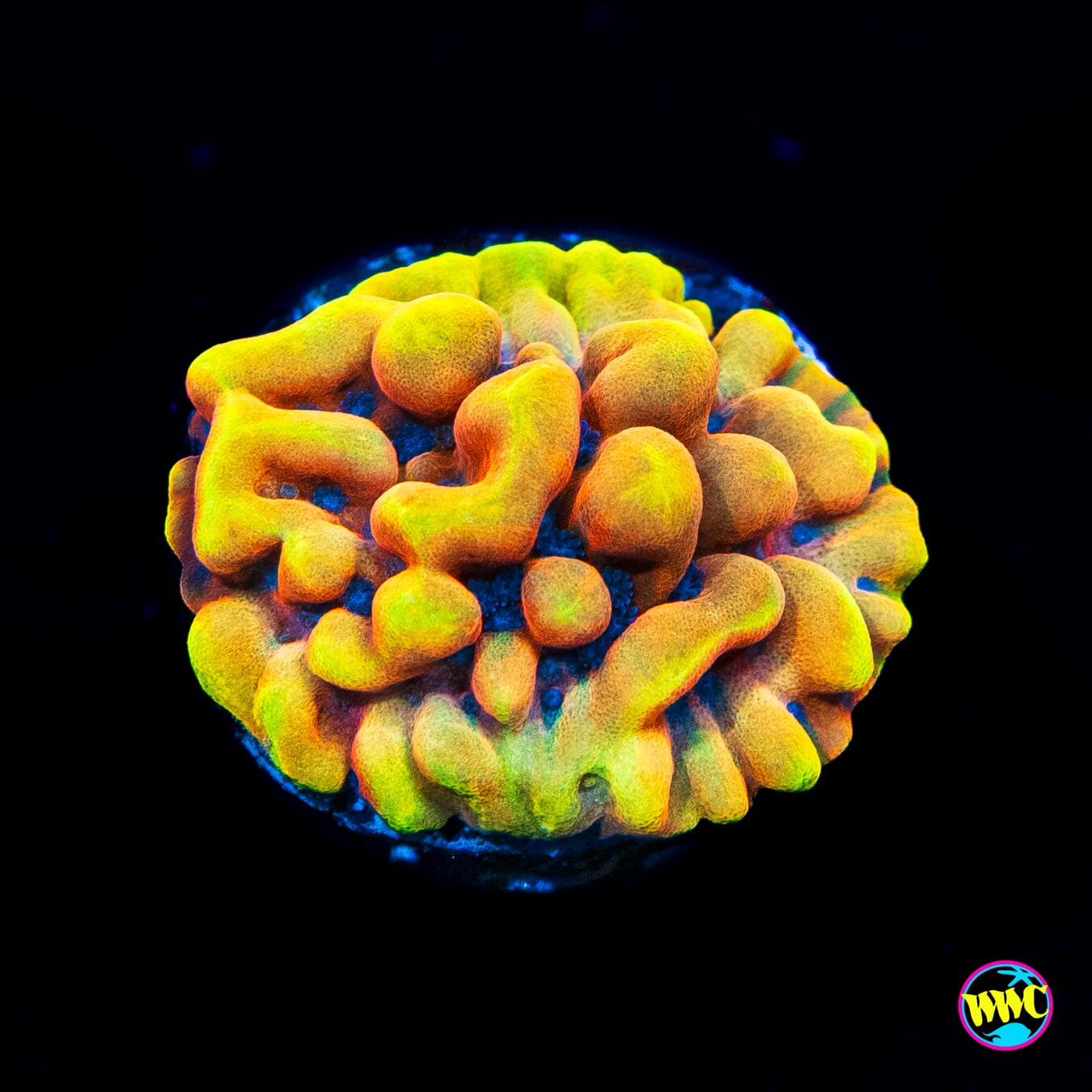 RR Crazy T Montipora - Actinic Photo
