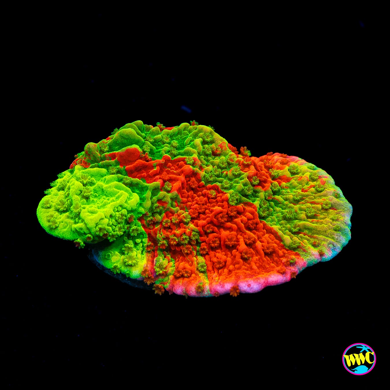 WWC Triple Threat Grafted Montipora - Actinic Photo