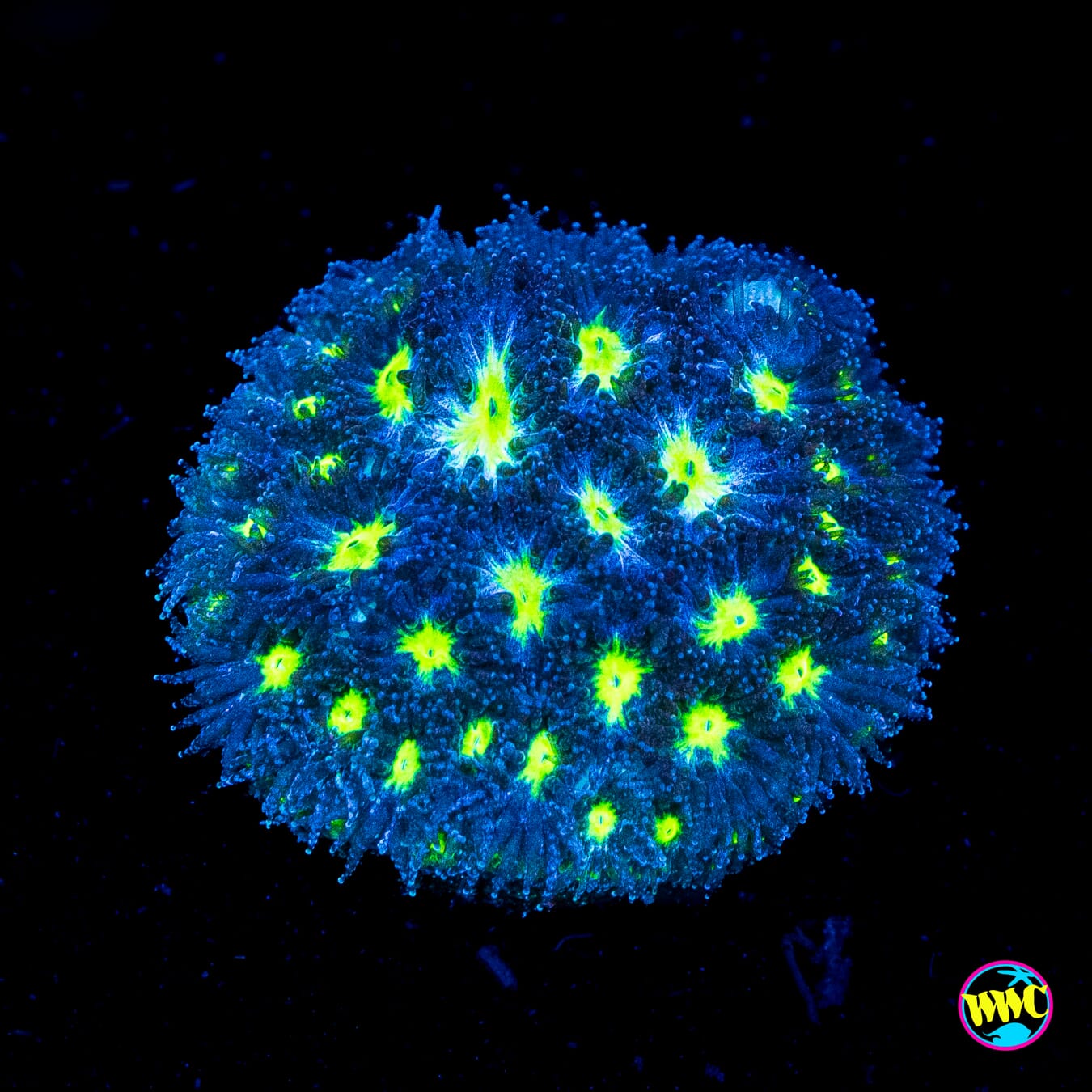 WWC Grapes and Limes Leptastrea - Actinic Photo