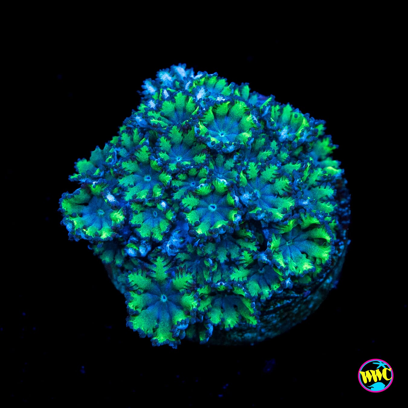 WWC Blue Sympodium - Actinic Photo