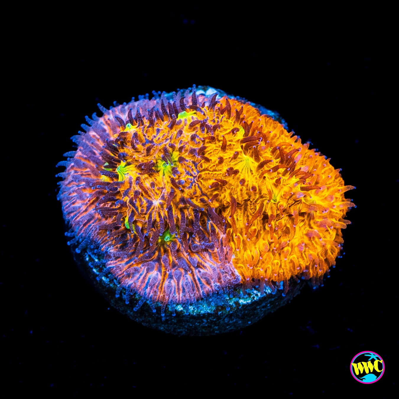 WWC Grafted C3PO Lithophyllon - Actinic Photo