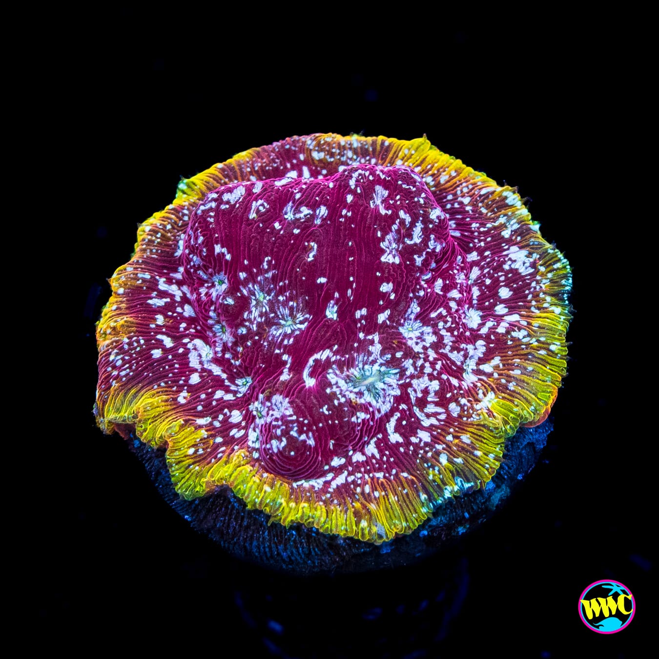 Jason Fox Klepto Leptoseris - Actinic Photo