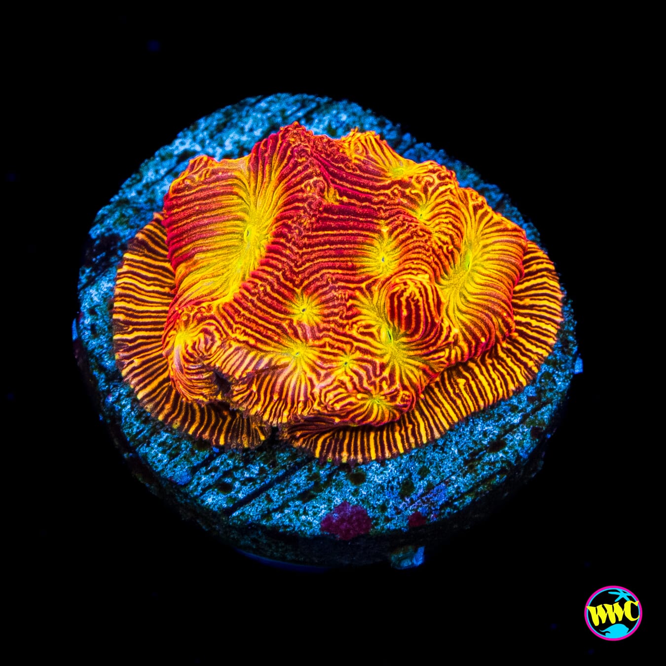 Jason Fox Lethal Leptoseris - Actinic Photo