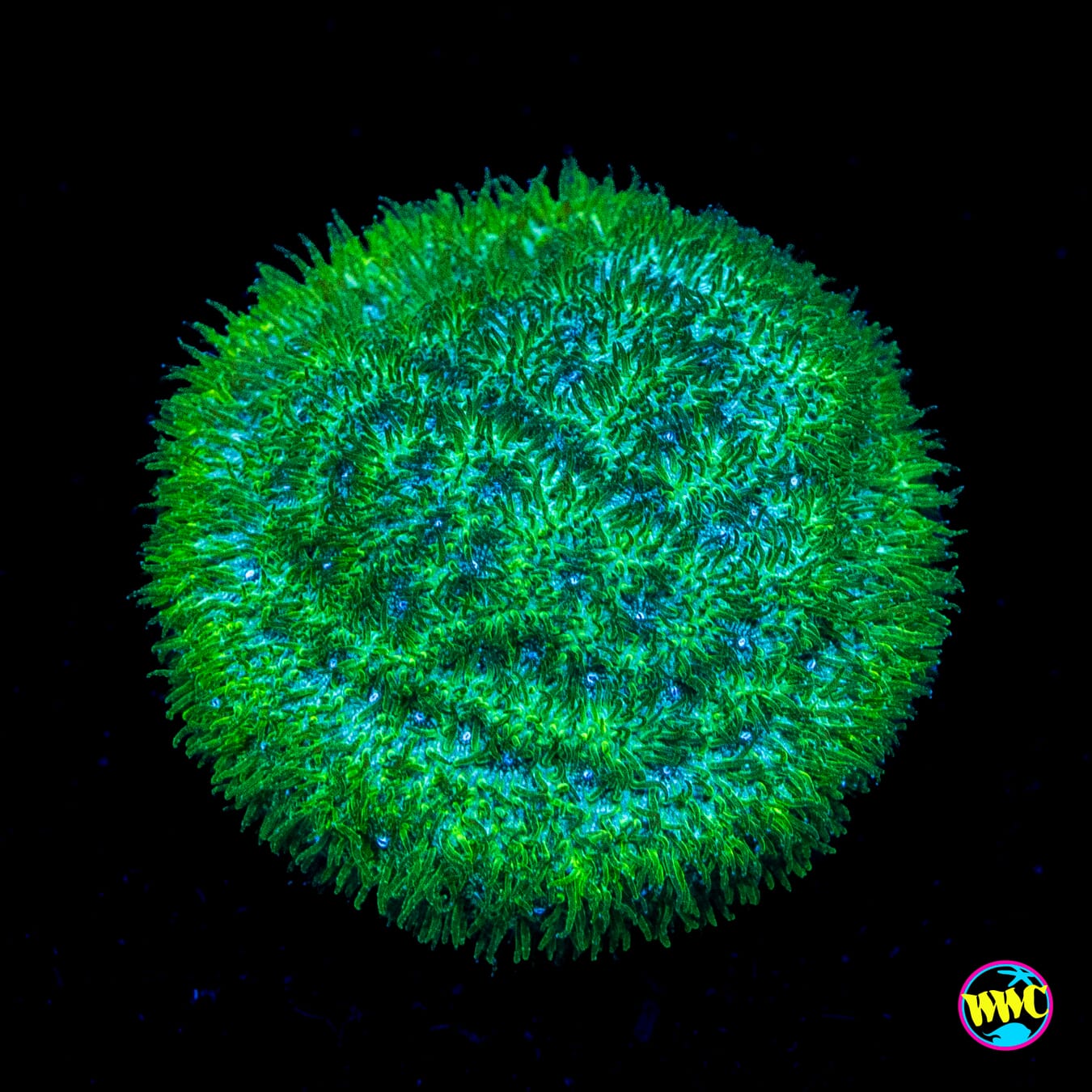 WWC Grasshopper Psammocora - Actinic Photo