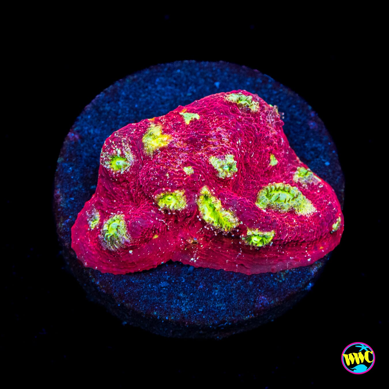 Marvin the Martian Chalice - Actinic Photo