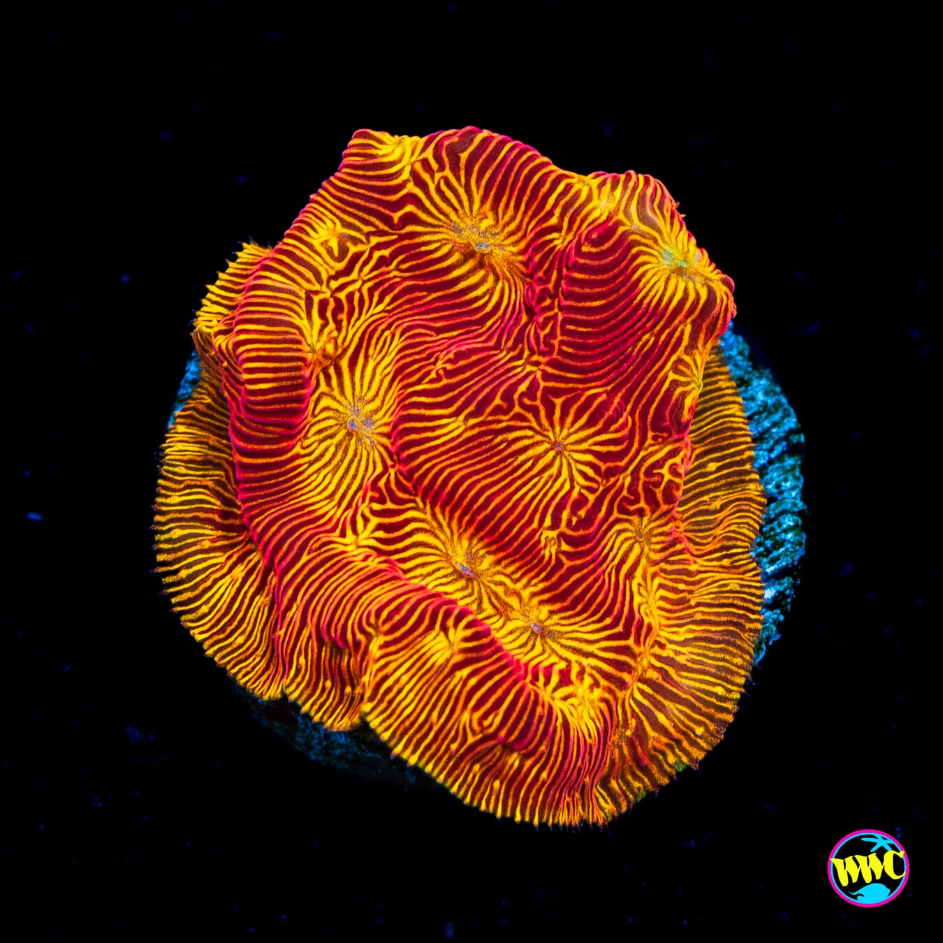 WWC Tan Lady Leptoseris - Actinic Photo