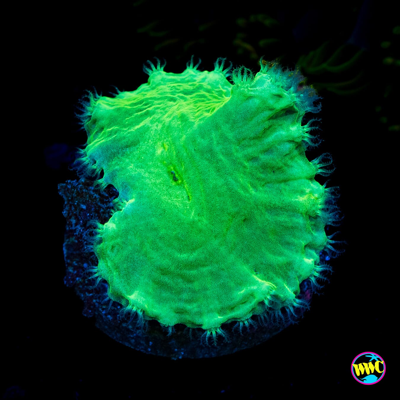 WWC Neon Cabbage Leather - Actinic Photo