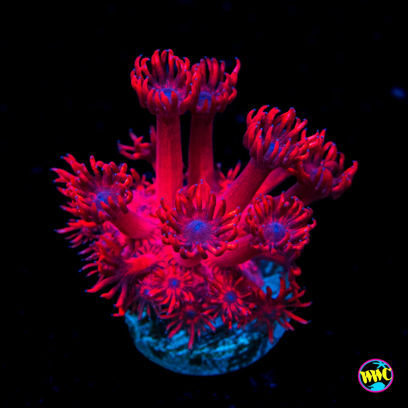 WWC Cherry Red Goniopora - Actinic Photo