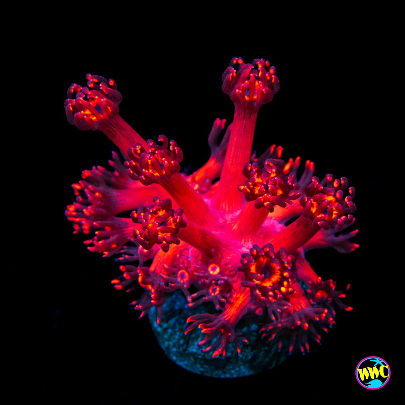 Inferno Goniopora - Actinic Photo