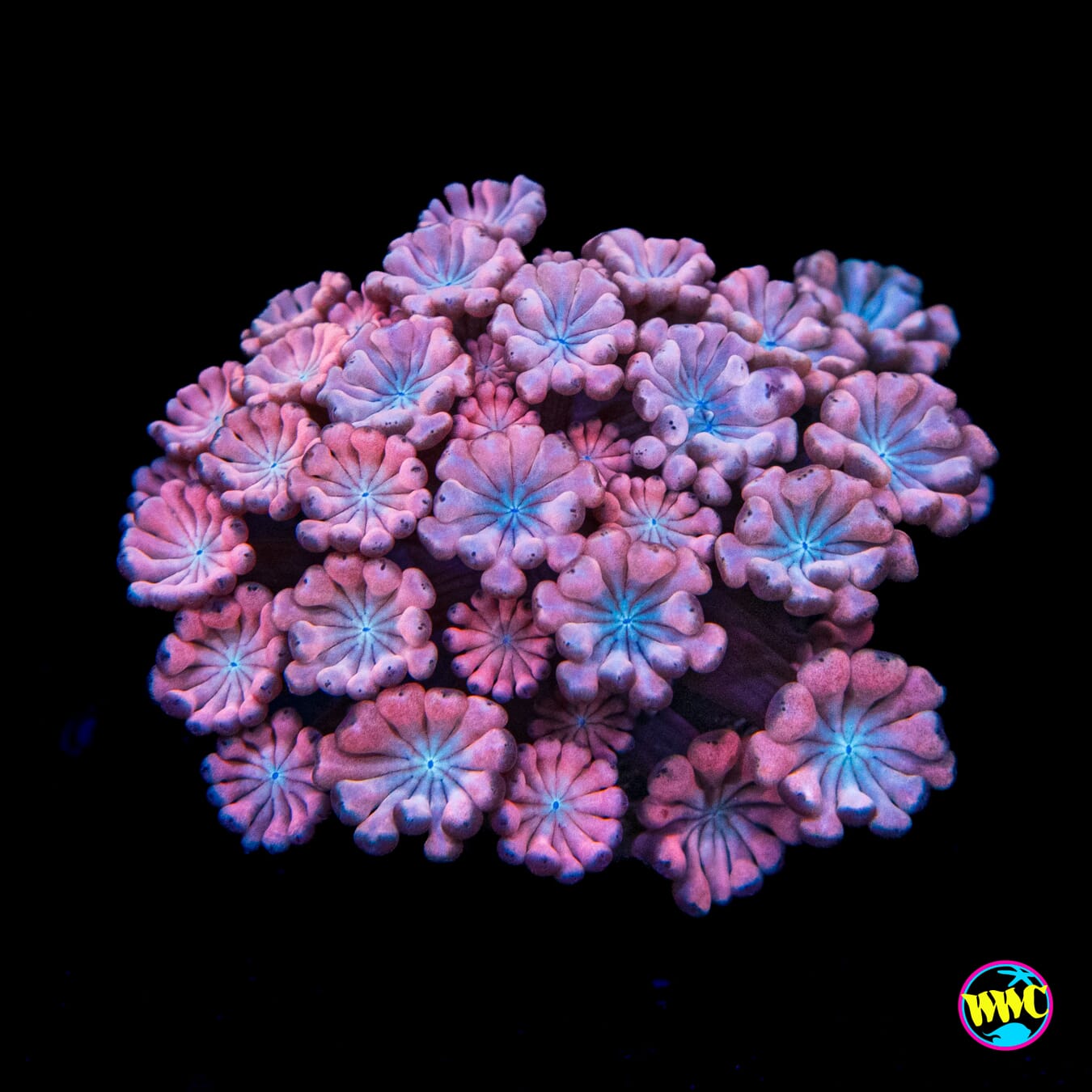 Rose Hologram Alveopora - Actinic Photo