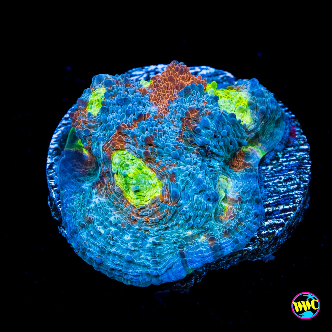 WWC Earthbound Echinata - Actinic Photo