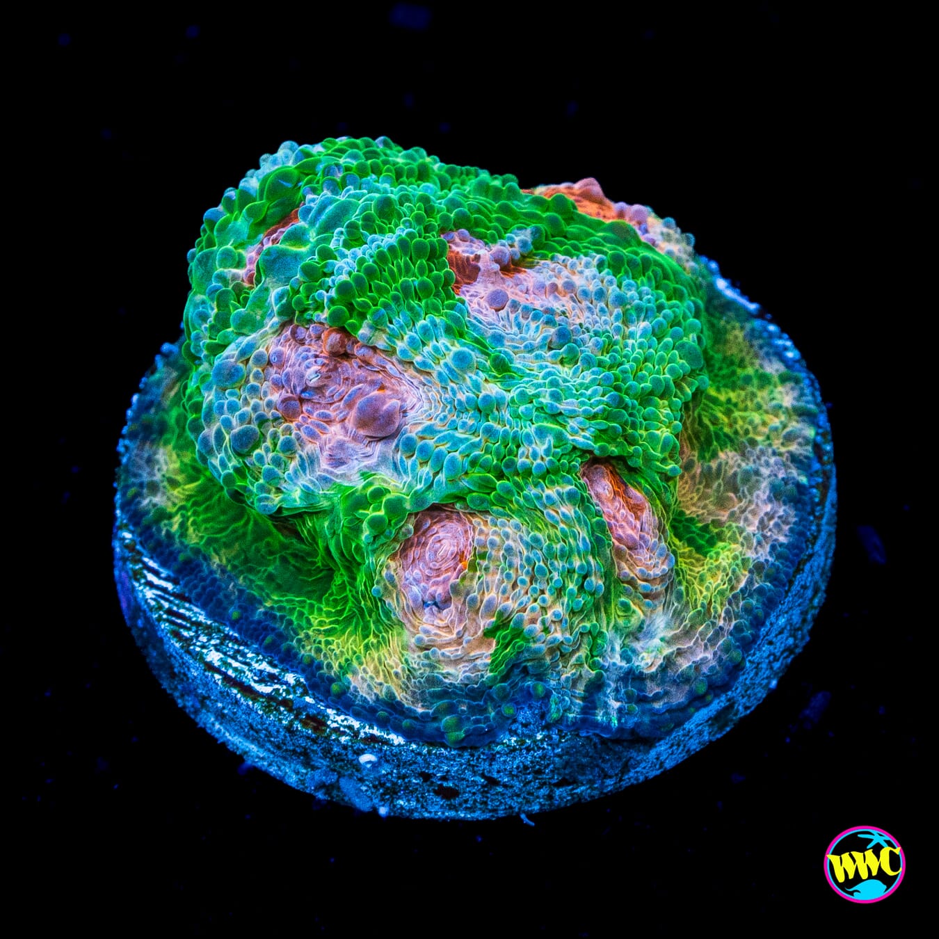 WWC Pink Slips Echinata - Actinic Photo