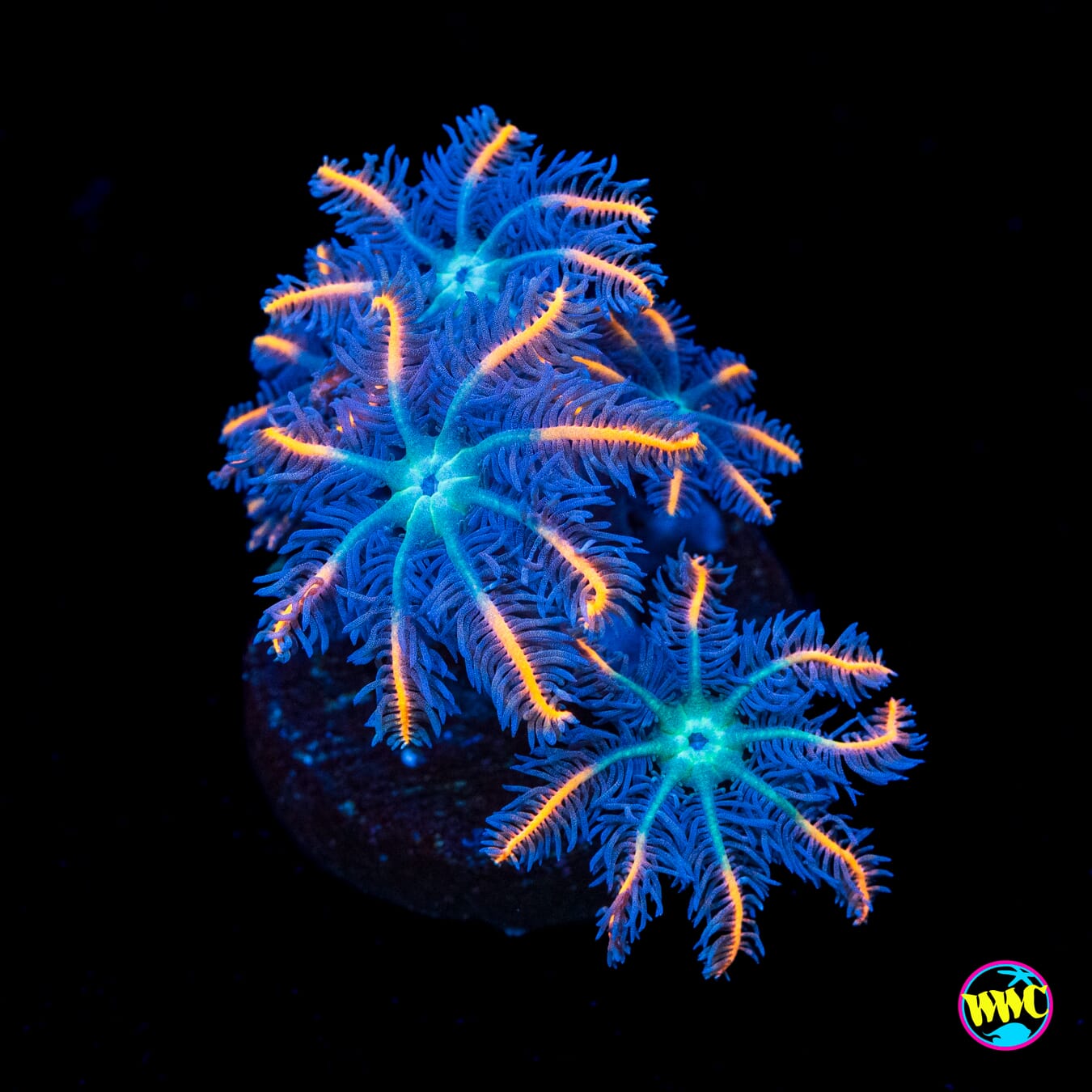 WWC Florida Squeeze Clove Polyps - Actinic Photo