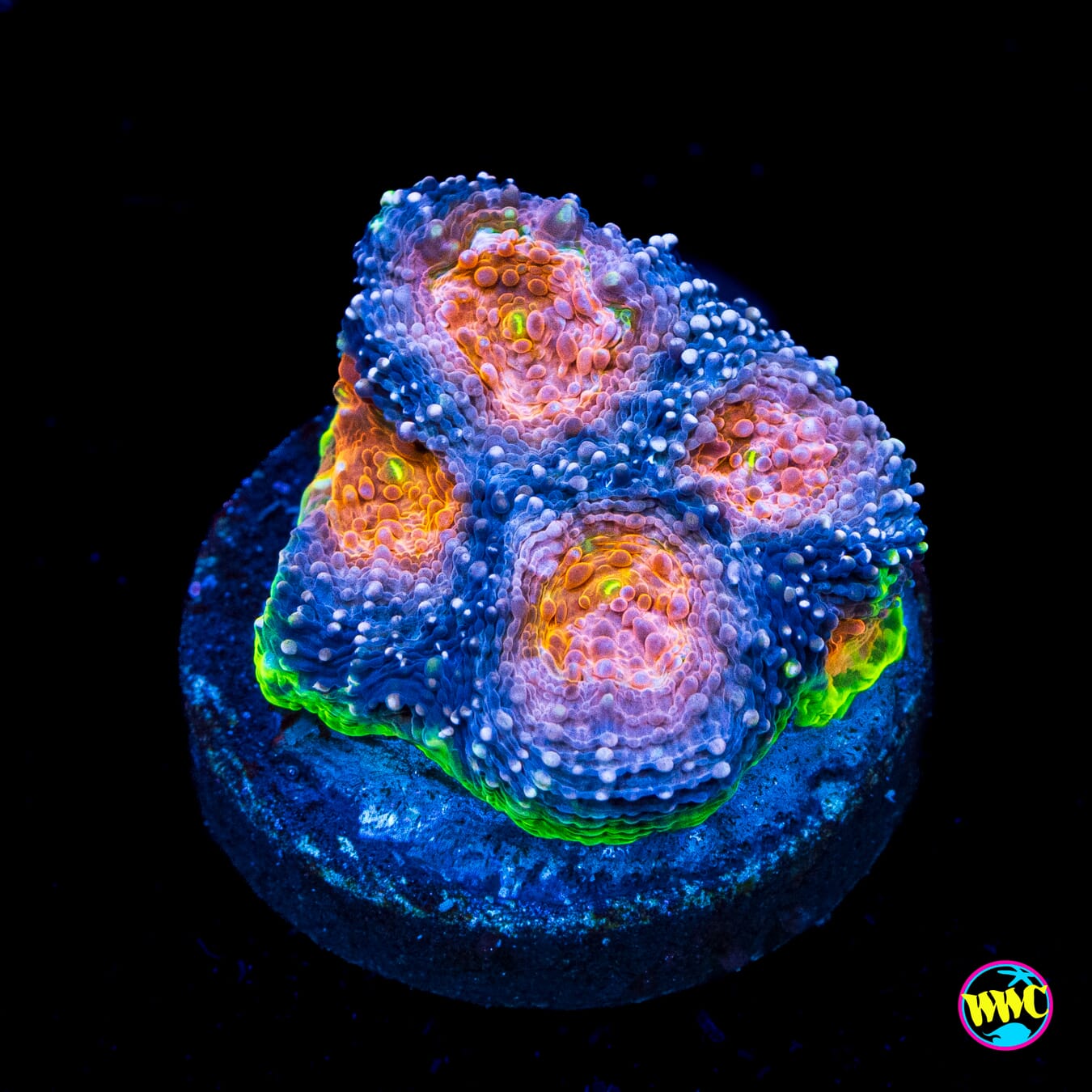 WWC Hangover Cure Echinata - Actinic Photo