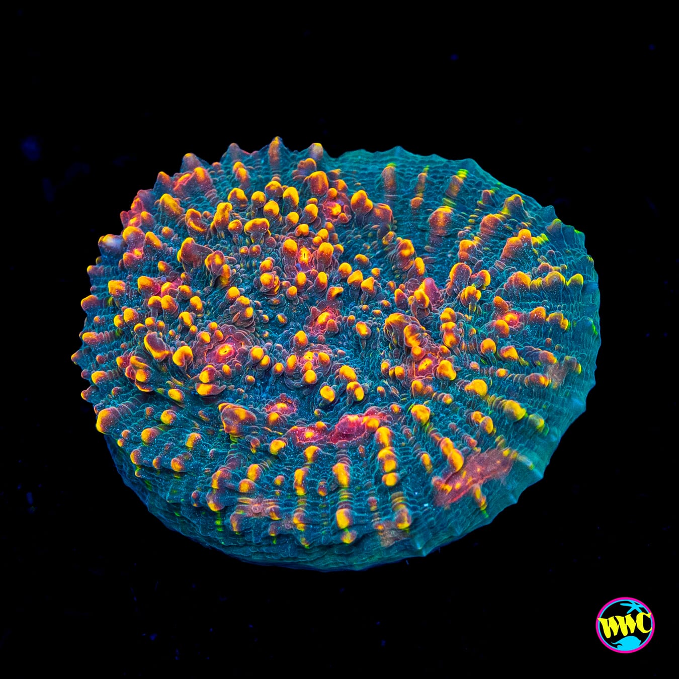 WWC Mountain Dew Chalice - Actinic Photo