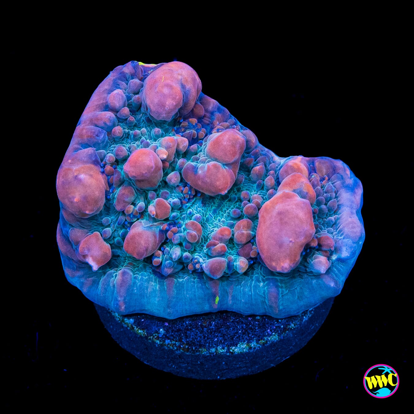 WWC Cosmic Candy Bounce Chalice - Actinic Photo